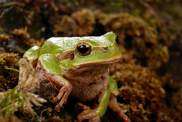 Sluit omhoog op Groene boomkikker