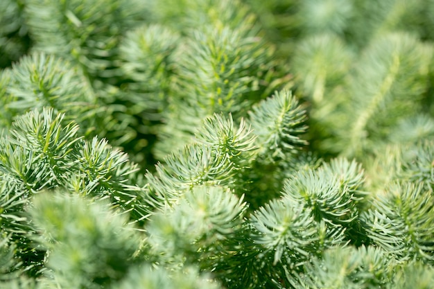 Sluit omhoog op groene dennentakken