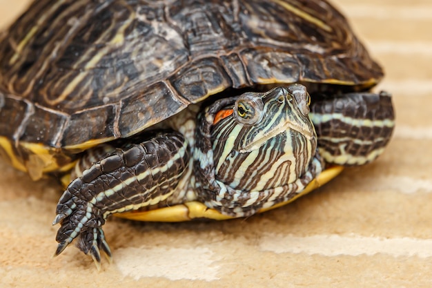 Sluit omhoog op het kruipen van de rubeared schildpad