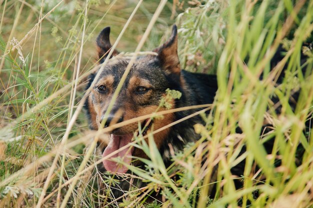 Sluit omhoog op hond liggend in het gras