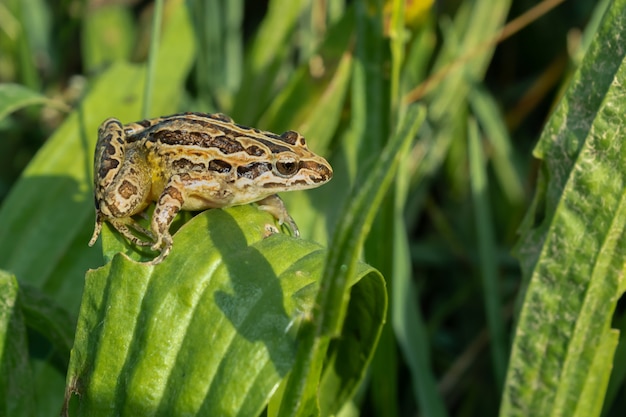 Sluit omhoog op kikker onder groene bladeren