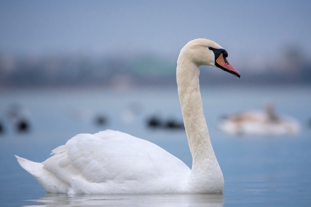 Sluit omhoog op Knobbelzwaanportret Cygnus-olor