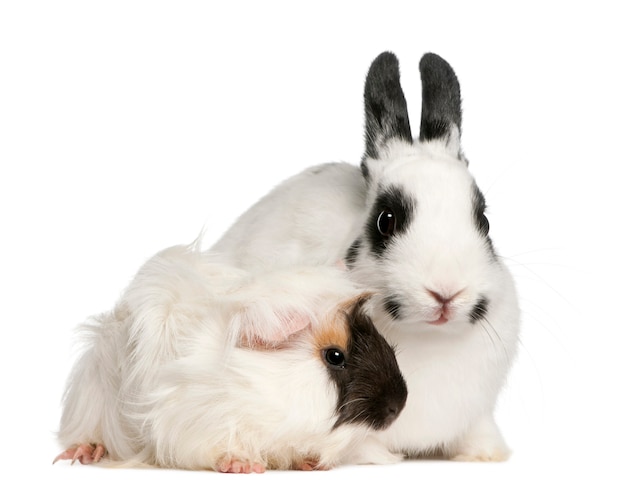 Sluit omhoog op leuk geïsoleerd konijn en cavia