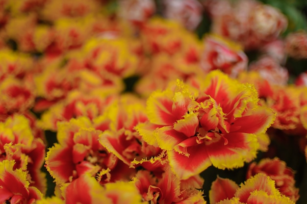 Sluit omhoog op mooie bloeiende tulpen