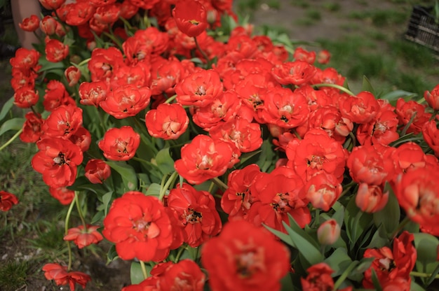 Sluit omhoog op mooie bloeiende tulpen