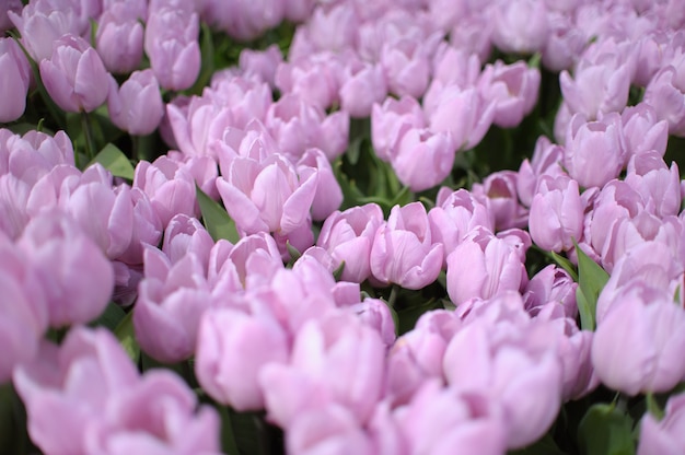 Sluit omhoog op mooie bloeiende tulpen