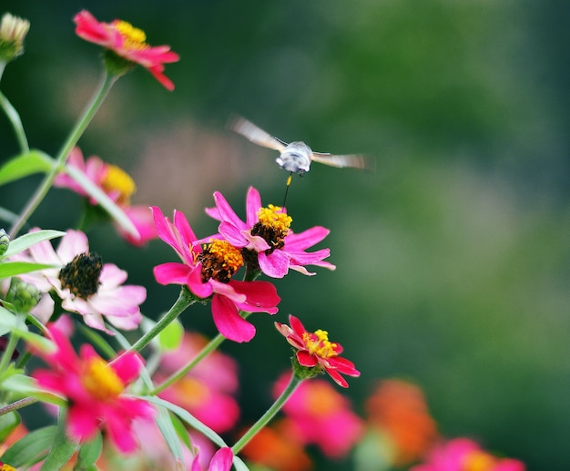 Sluit omhoog op mooie bloemen met bijen