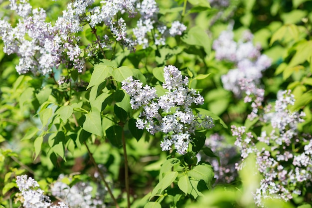 Sluit omhoog op mooie lila bloemen