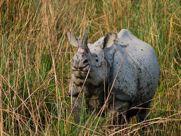 Sluit omhoog op mooie neushoorn in de natuur