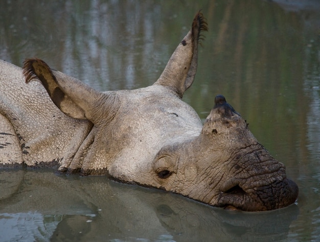 Sluit omhoog op mooie neushoorn in de natuur