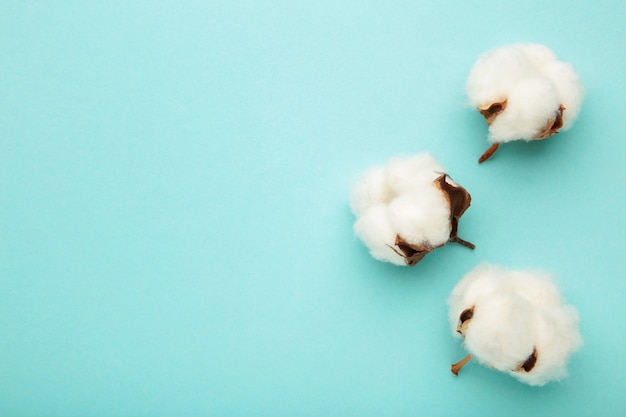 Sluit omhoog op mooie witte katoenen bloemen