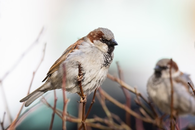 Foto sluit omhoog op mussen zittend op een tak