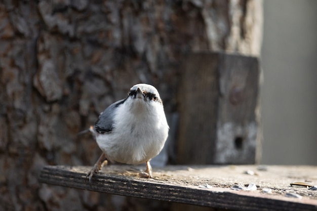 Sluit omhoog op nuthatch op een voeder in park