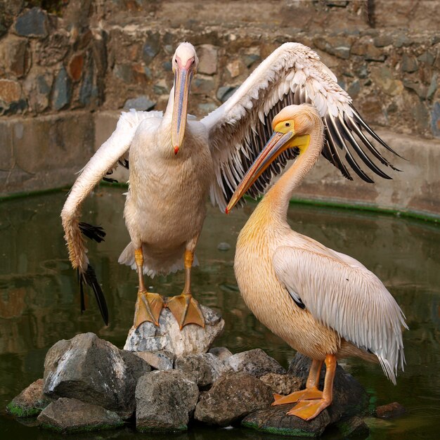 Foto sluit omhoog op pelikaanvogels die in de dierentuin stellen