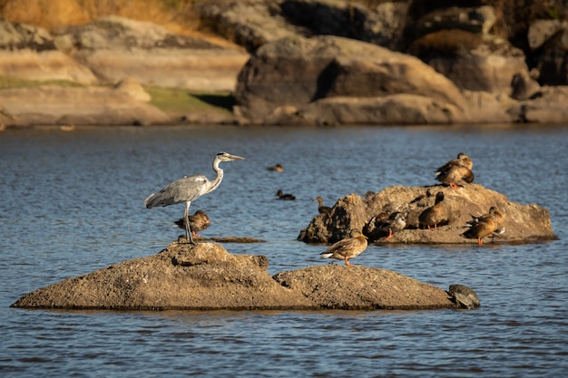Sluit omhoog op reigervogel op een rots in het midden van de rivier