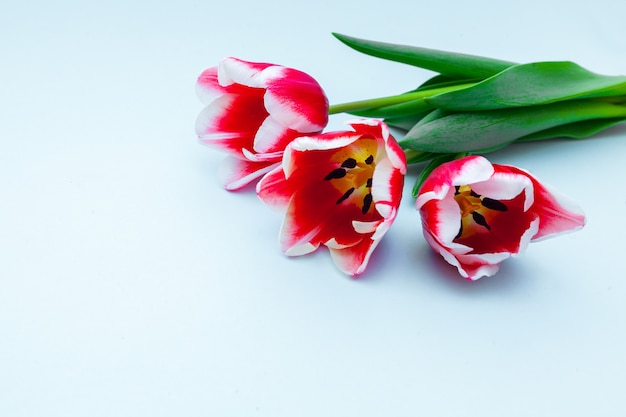 Sluit omhoog op rode tulpen als concept van de Lente en van de Vrouwendag