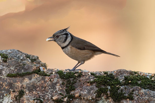 Sluit omhoog op roodogige vogel in natuurlijk landschap