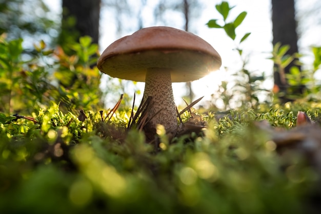 Sluit omhoog paddestoel in het bos