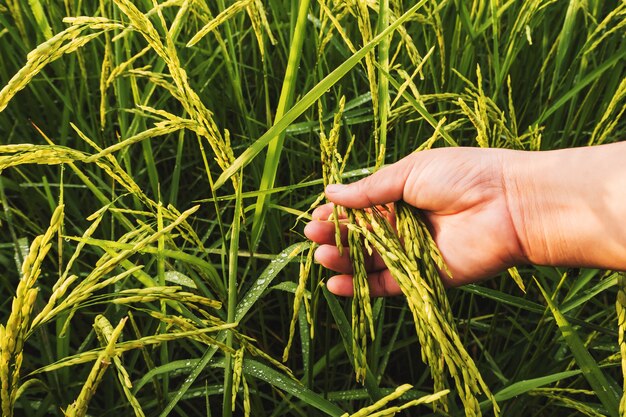 Sluit omhoog Paddy Rice-gebied met hand