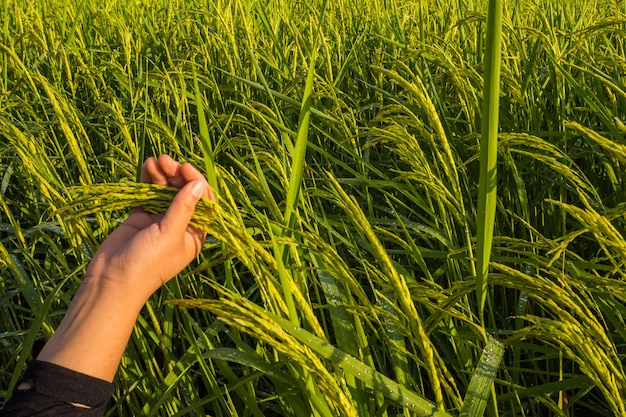 Sluit omhoog Paddy Rice-gebied met hand