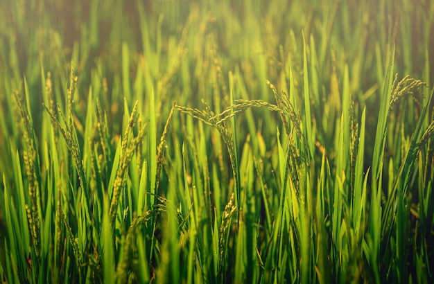 Sluit omhoog padiepadieveld met straal van lichten op groene achtergrond