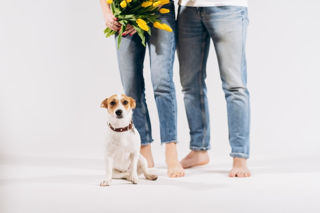 Sluit omhoog portret van hond met gele bloemen dat op witte achtergrond met mooi erachter paar wordt geïsoleerd. Valentijnsdag vieren, vrouwendag. Liefde en gelukkig familieconcept.