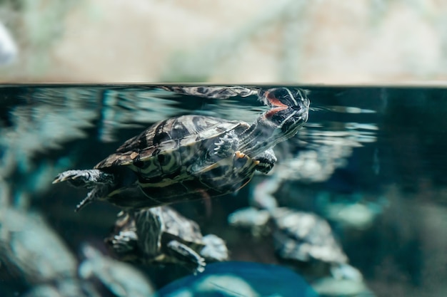 Sluit omhoog redeared schildpad in het aquarium