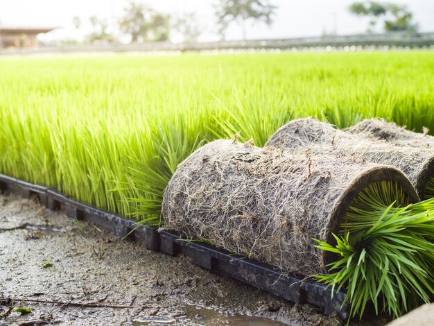 Sluit omhoog rijstspruiten op plastic dienblad