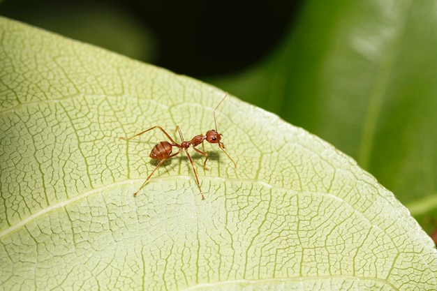 Sluit omhoog rode mier op groen blad in aard in Thailand