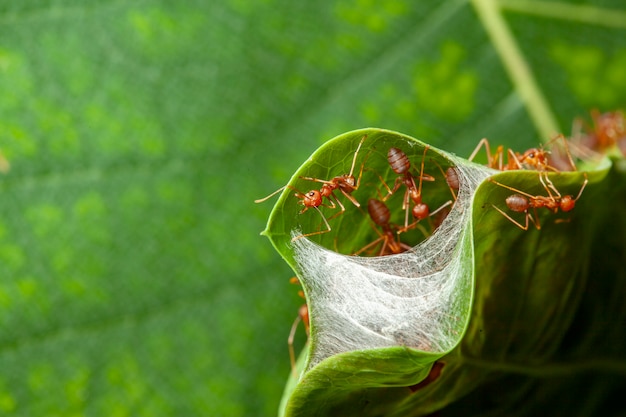 Sluit omhoog rode mierenwacht voor rood mierenest in groen blad