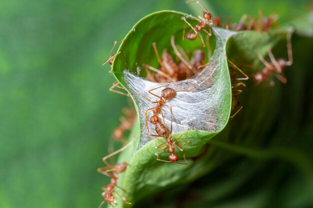 Sluit omhoog rode mierenwacht voor rood mierenest in groen blad