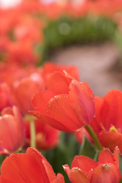 Sluit omhoog rode tulp in tuin