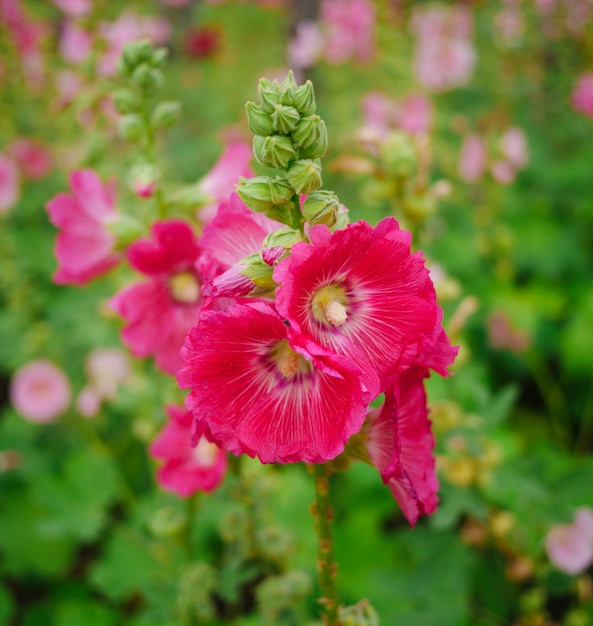 Sluit omhoog roze bloemen in de tuin op vage achtergrond