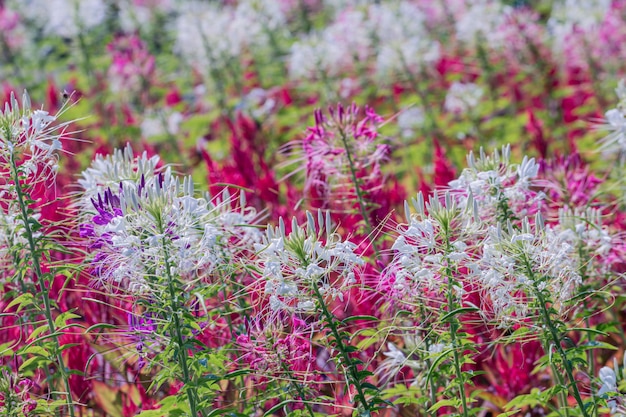 Sluit omhoog roze Cleome-hasslerianabloem of spinbloem in een tuin.