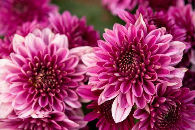 Sluit omhoog roze herfstchrysant