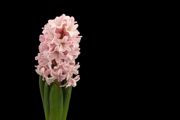 Sluit omhoog roze hyacintbloemen die op zwarte worden geïsoleerd