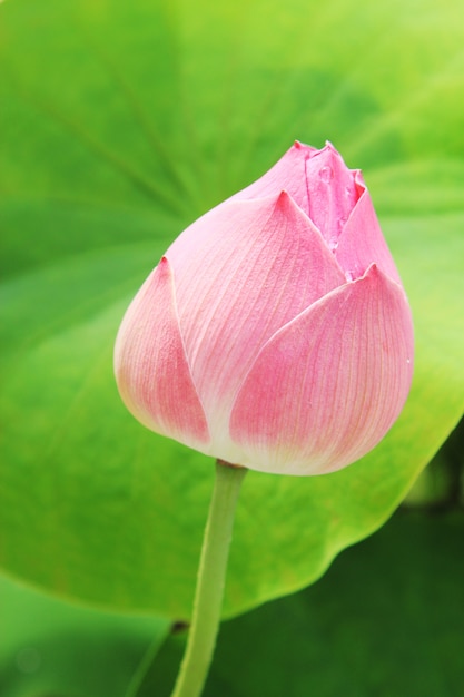 Sluit omhoog roze lotusbloembloem.