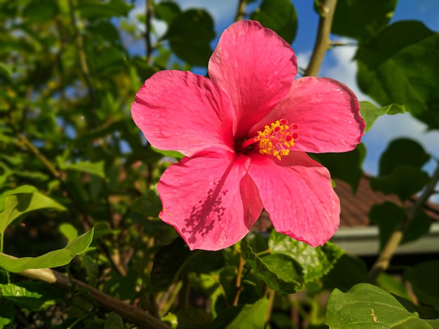 Sluit omhoog Roze Rode hibiscusbloem. Tropische eilanden en strandvakanties bloeien. Mooie roze hibiscus bloemen bloeien en tropische bladeren
