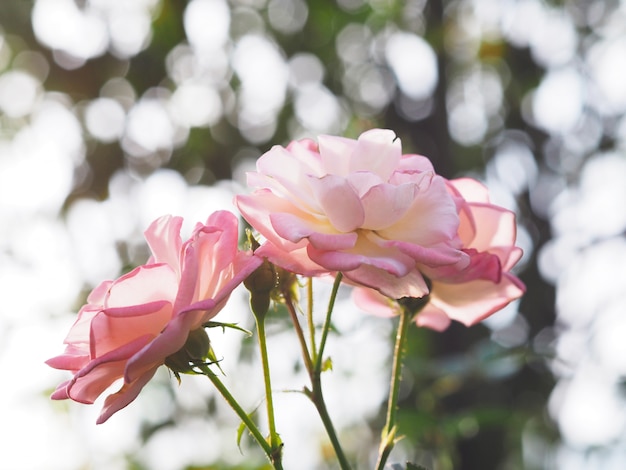 Sluit omhoog roze rozen over groene achtergrond.