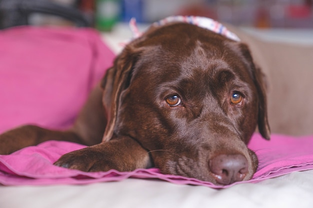 Sluit omhoog saaie gezichts bruine labrador die camera bekijken