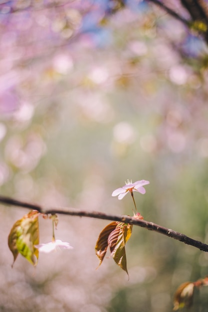 Sluit omhoog sakurabloei, kersenbloesem, kersenboom op vaag