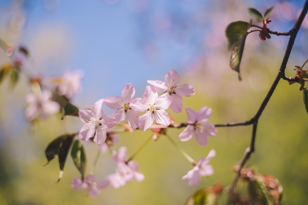 Sluit omhoog sakurabloei, kersenbloesem, kersenboom op vaag