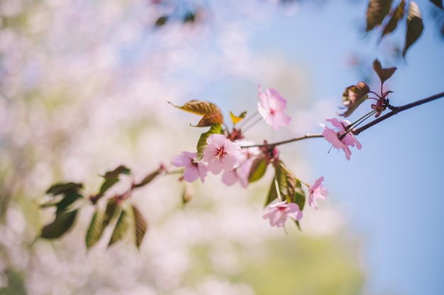 Sluit omhoog sakurabloei, kersenbloesem, kersenboom op vaag