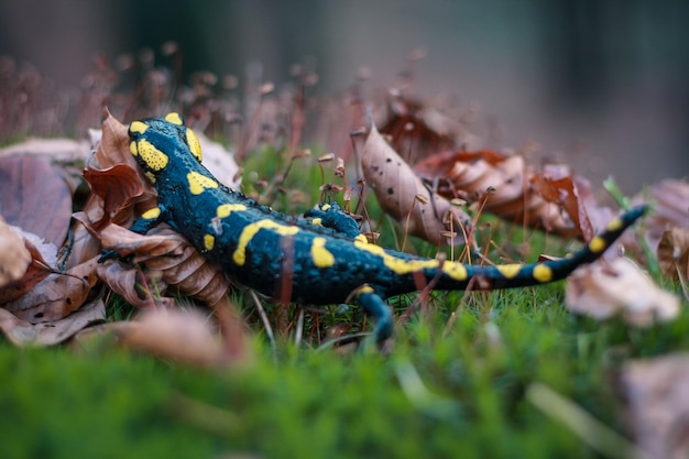 Sluit omhoog salamandra in de droge foto van het bladerenconcept