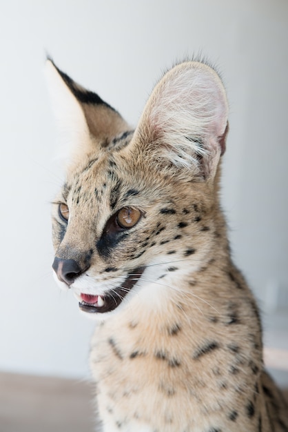 Sluit omhoog serval kattenoog.