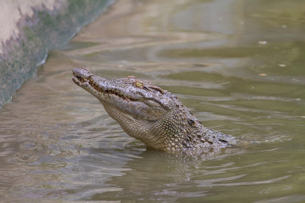 Sluit omhoog Siamese Krokodil in Thailand