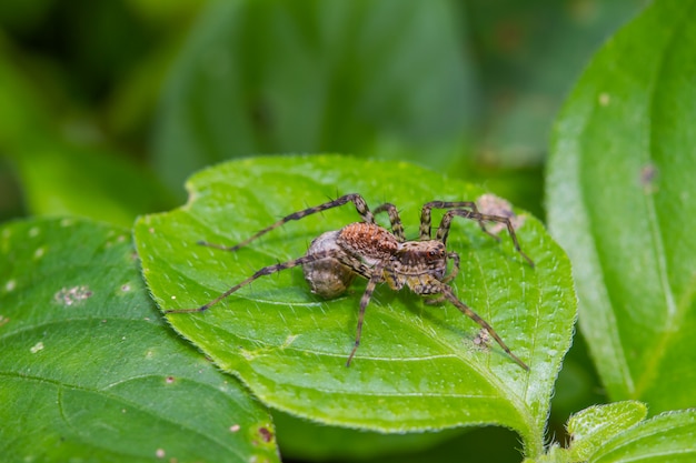 Sluit omhoog spin in bos