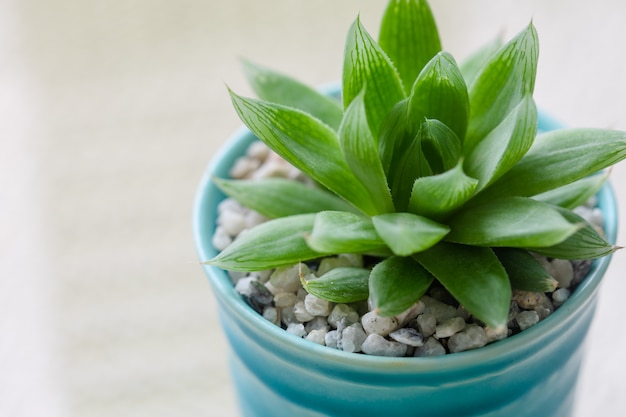 Sluit omhoog Succulent in ceramische pot op lijst.