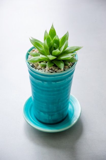 Sluit omhoog Succulent in ceramische pot op lijst.