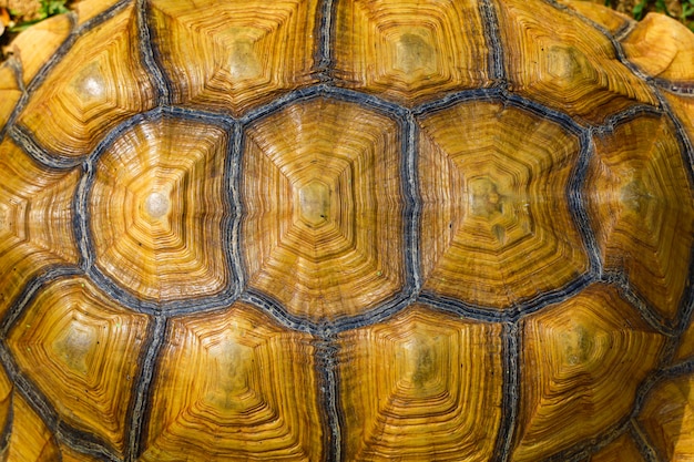 Sluit omhoog Sulcata-schildpadshell achtergrond